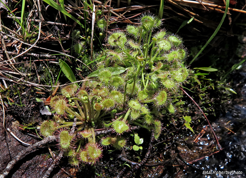 Sundew