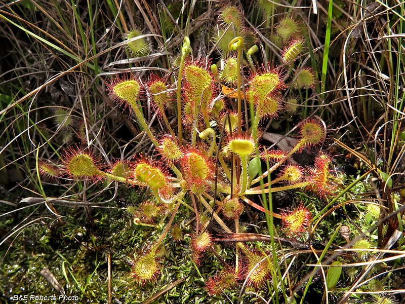 Sundew