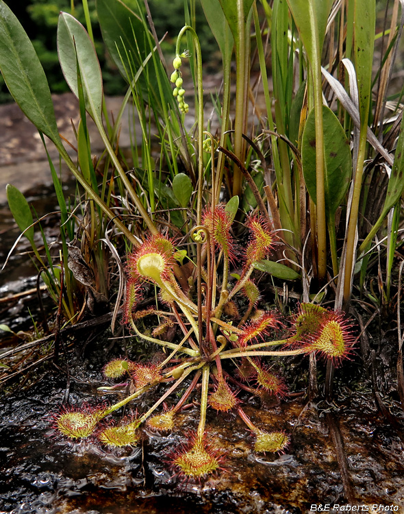 Sundew