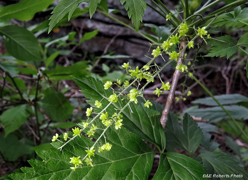 Yellowroot_fruit