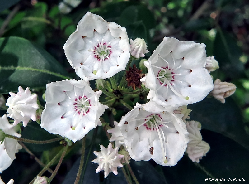 Mountain_Laurel