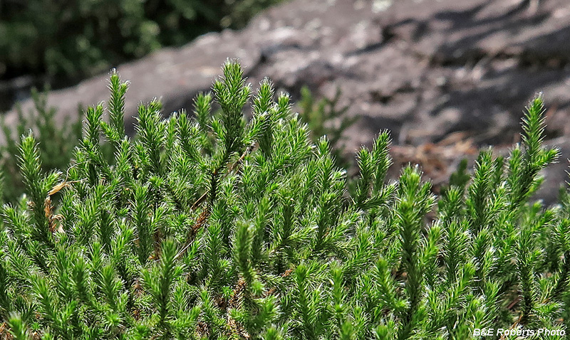 Selaginella_tortipila