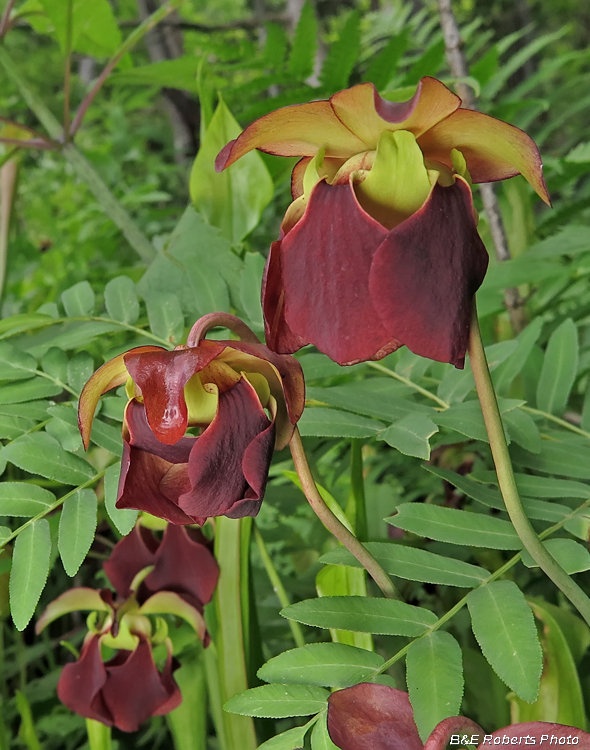 Pitcher_Plants