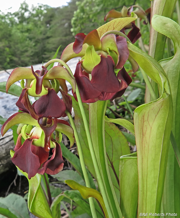 Pitcher_Plants