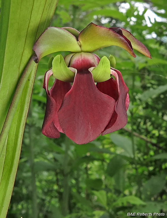 Pitcher_Plant