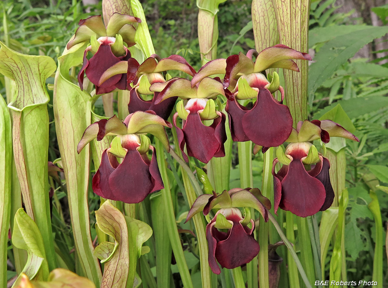 Pitcher_Plants