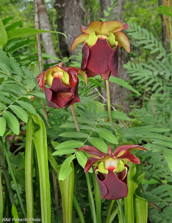 Pitcher_Plants