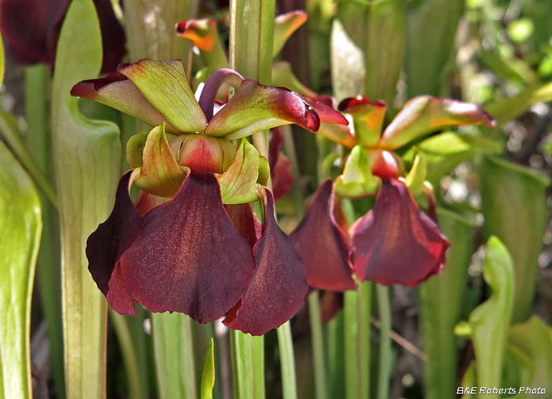 Pitcher_Plants