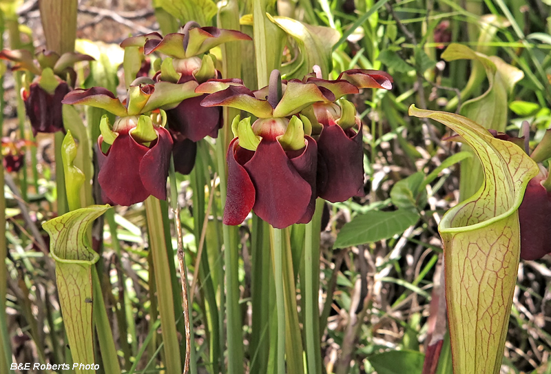 Pitcher_Plant