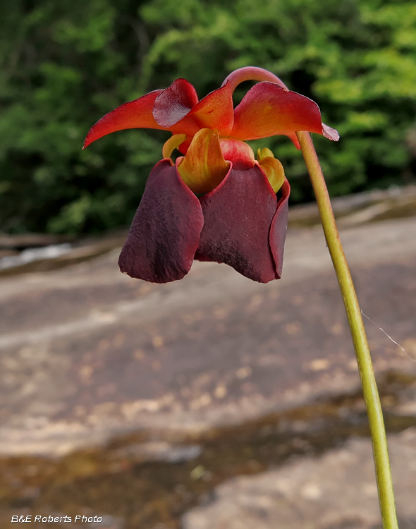 Pitcher_Plant