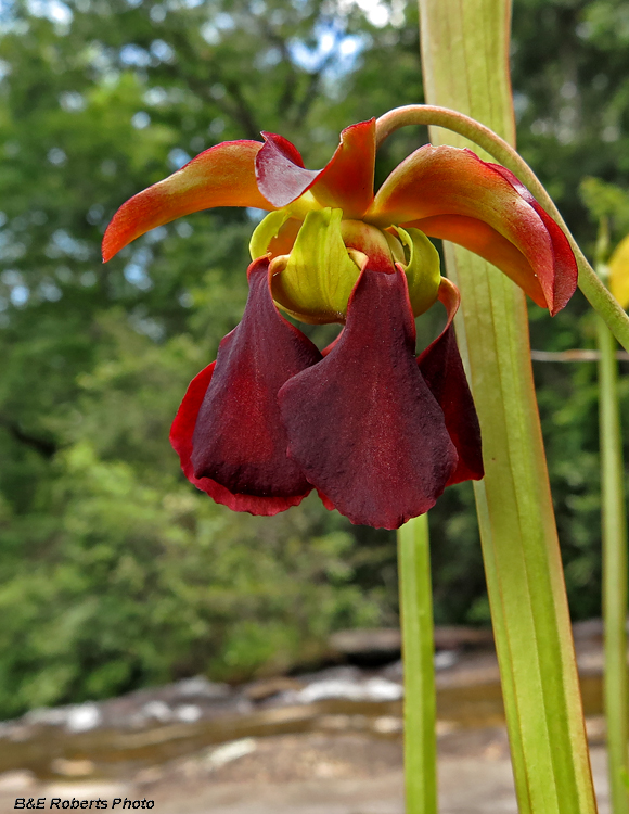 Pitcher_Plant