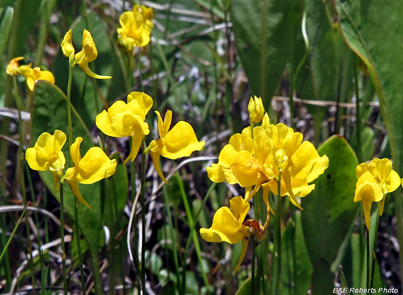 Bladderwort