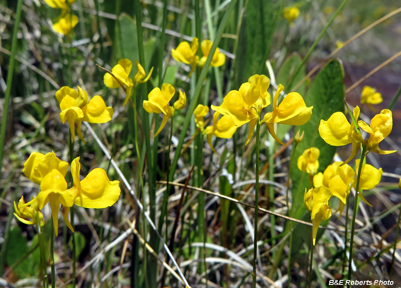 Bladderwort