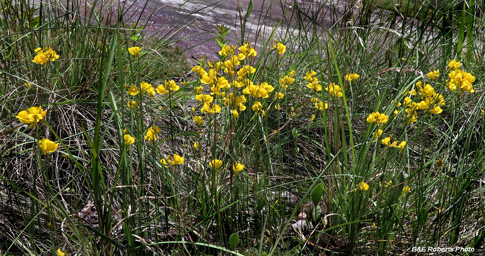 Bladderwort