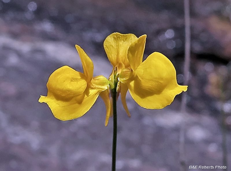 Bladderwort