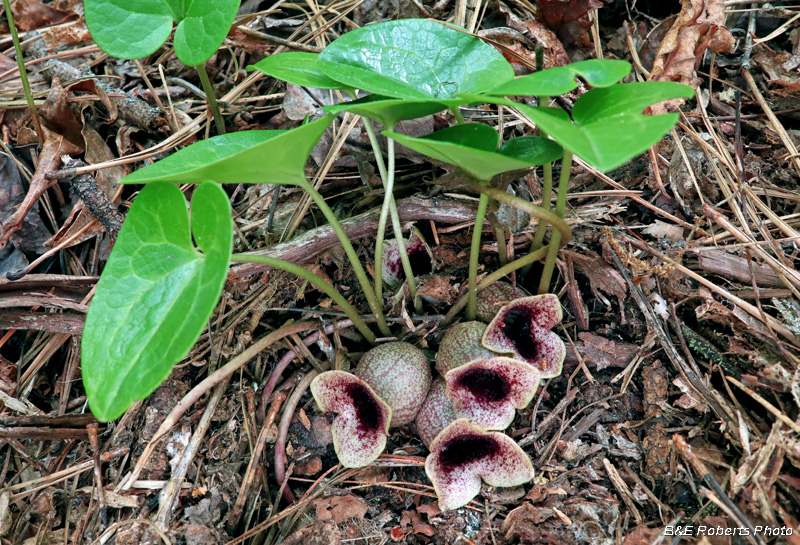 Hexastylis_shuttleworthii