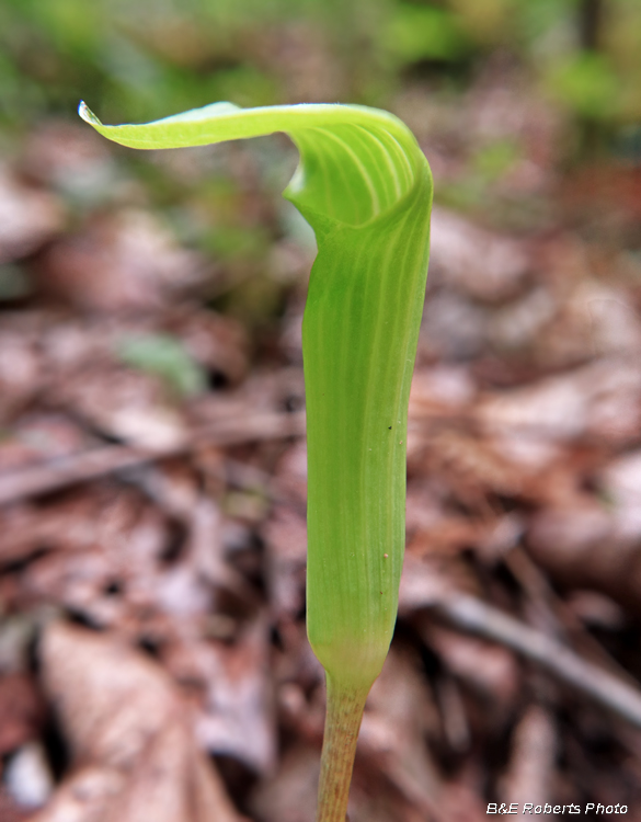 Jack_in_Pulpit