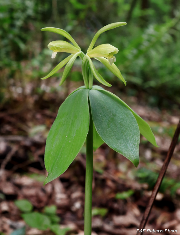 Small_whorled_pogonia