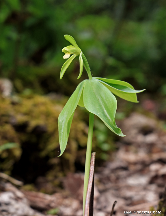 Small_whorled_pogonia