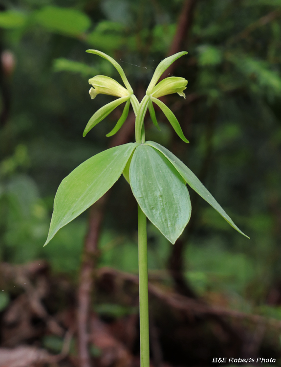 Small_whorled_pogonia