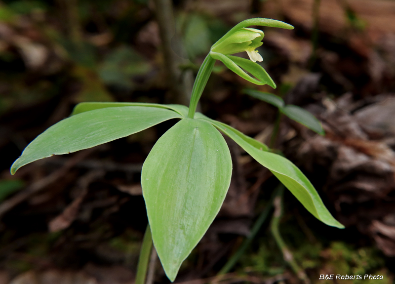 Small_whorled_pogonia