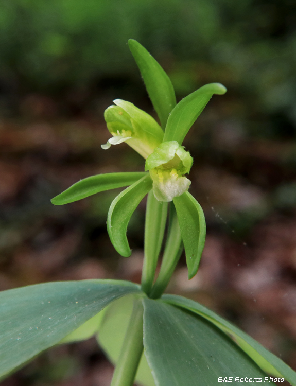 Small_whorled_pogonia