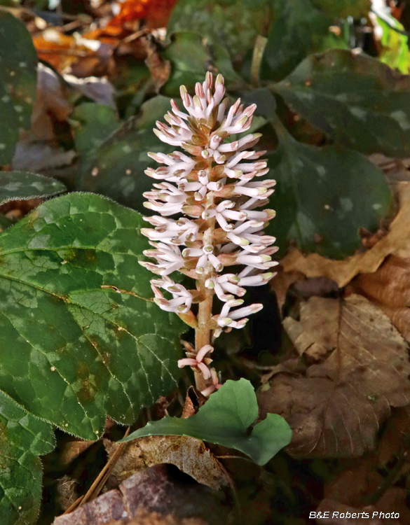 Pachysandra