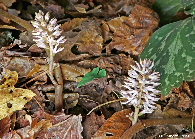 Pachysandra