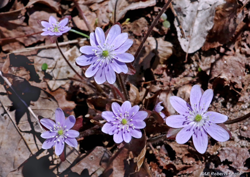 Hepatica