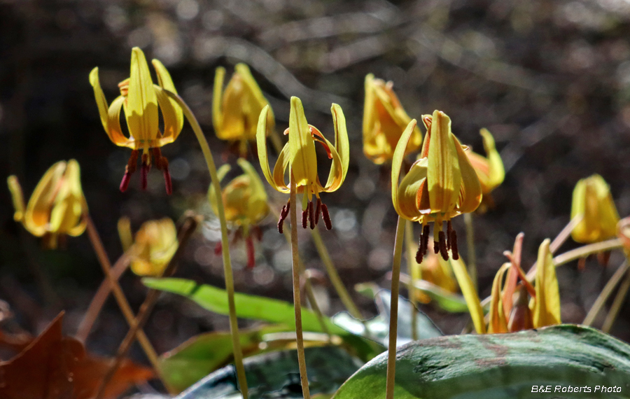 Trout_lilies