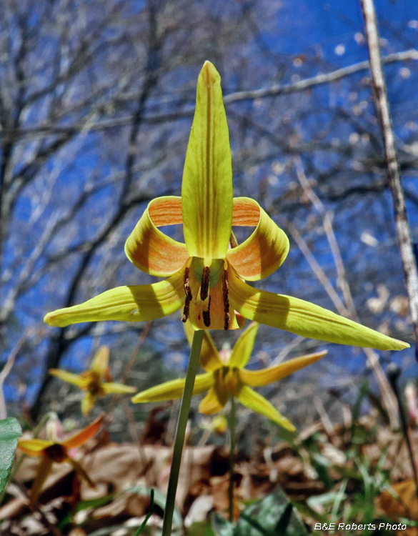 Trout_lily