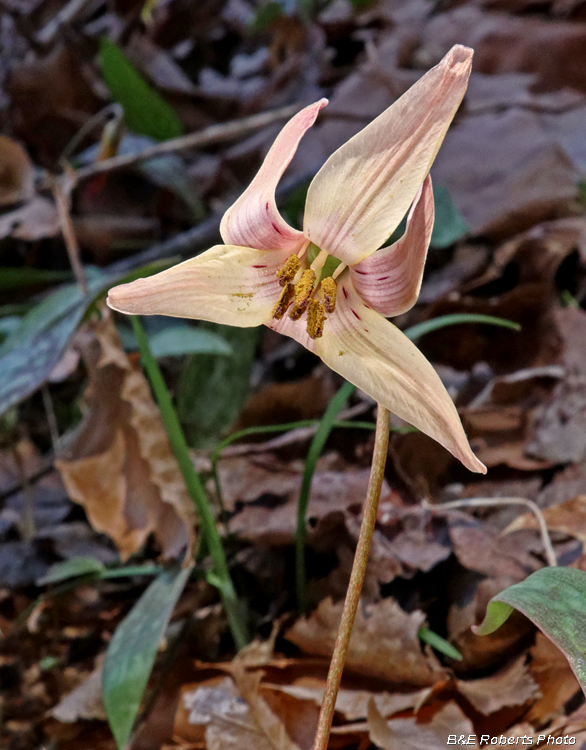 Pale_Trout_lily