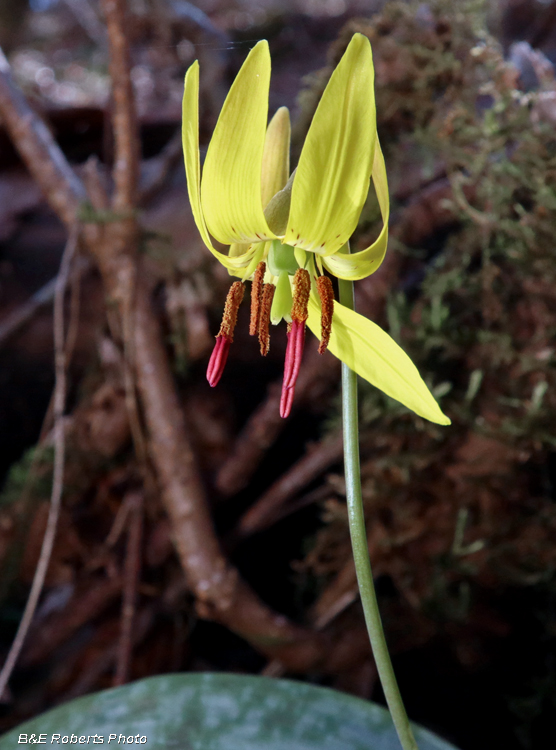 Trout_lily