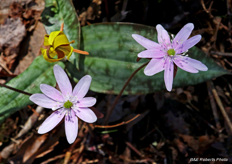 Hepatica