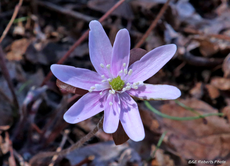 Hepatica