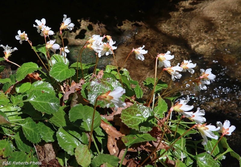 Oconee_Bells