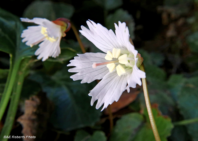 Oconee_Bells