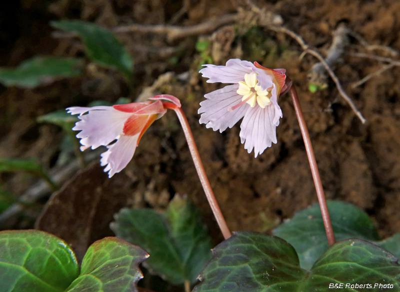 Tinted_Oconee_Bells