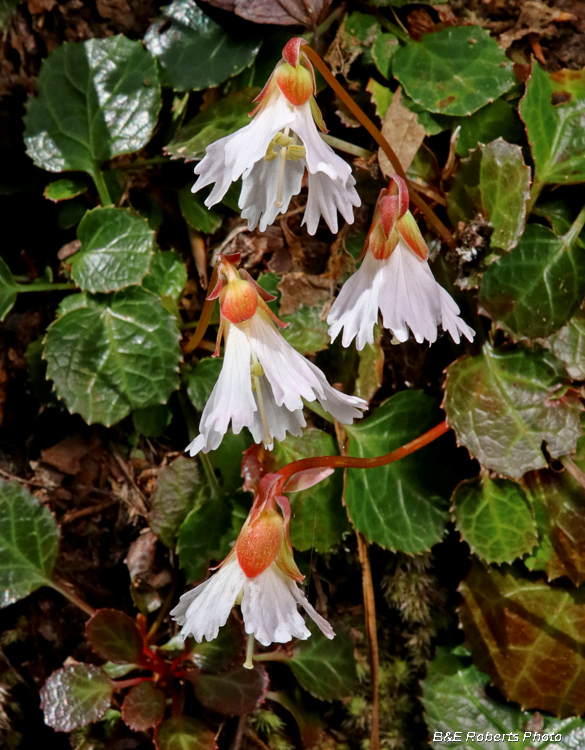 Oconee_Bells