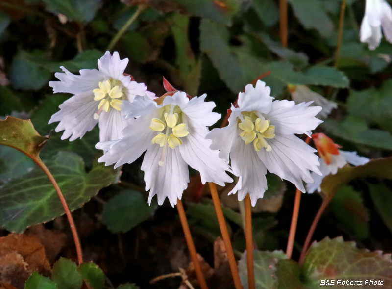 Oconee_Bells