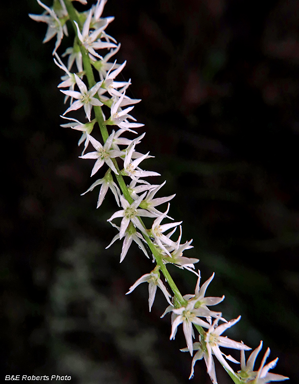 Stenanthium