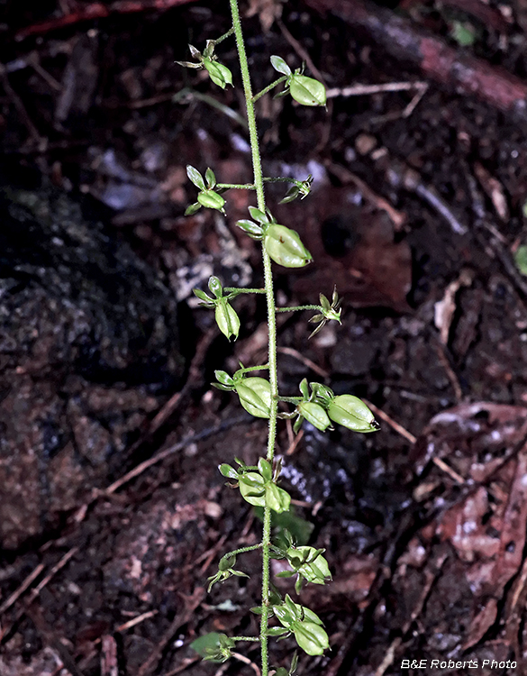 Veratrum_seedpods