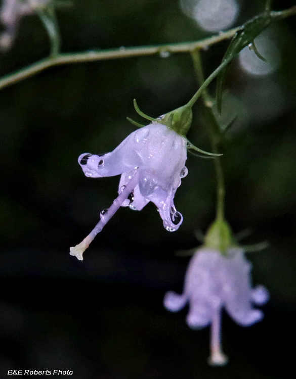 Harebell