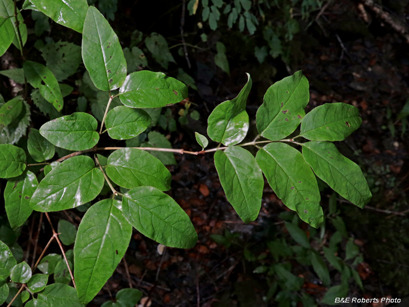 Lonicera_canadensis