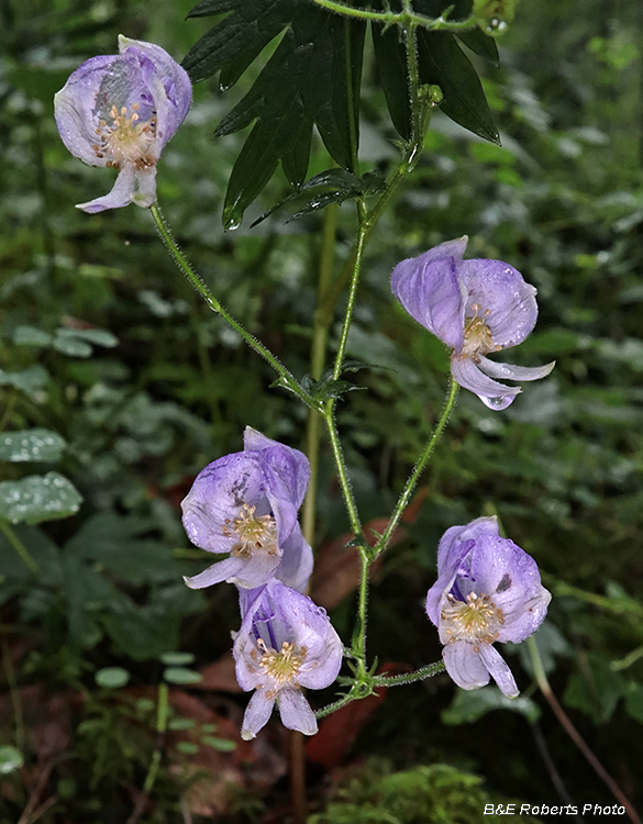 Monkshood