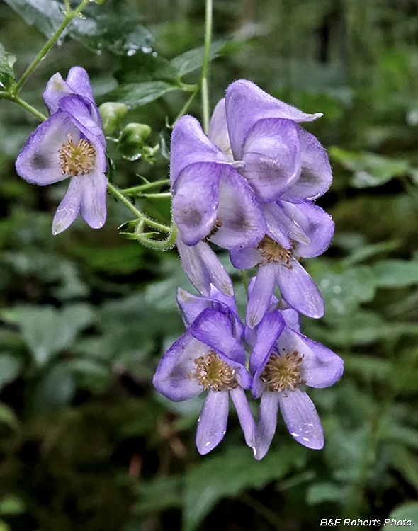 Monkshood