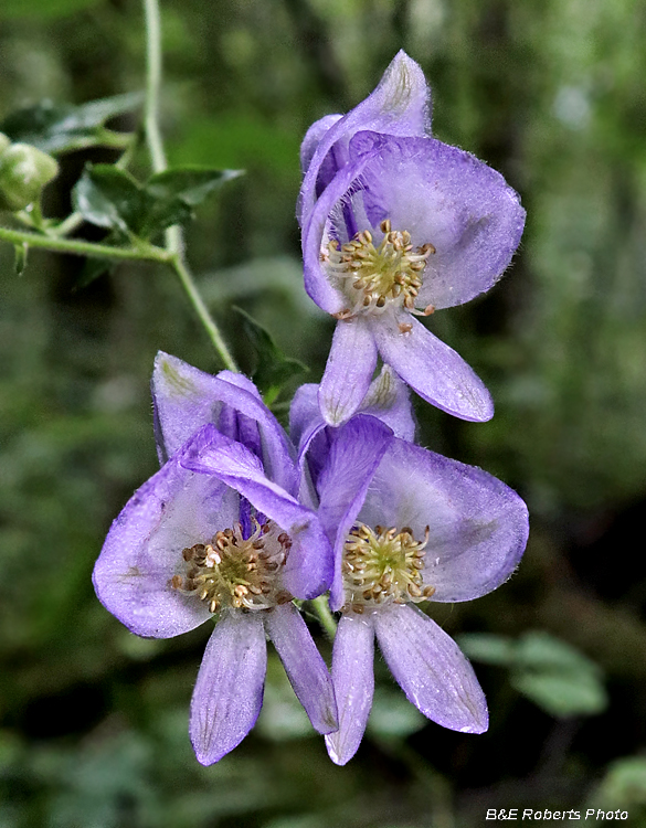 Monkshood