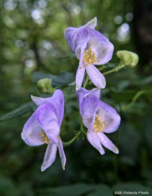 Monkshood