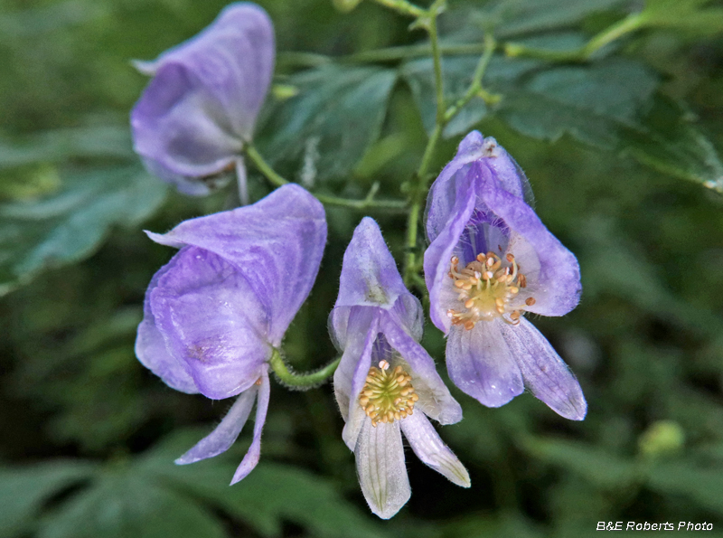 Monkshood