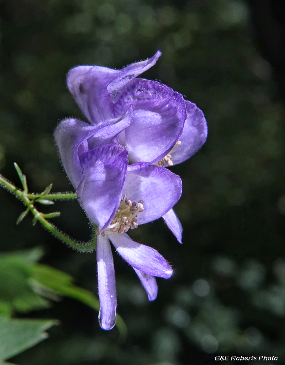 Monkshood